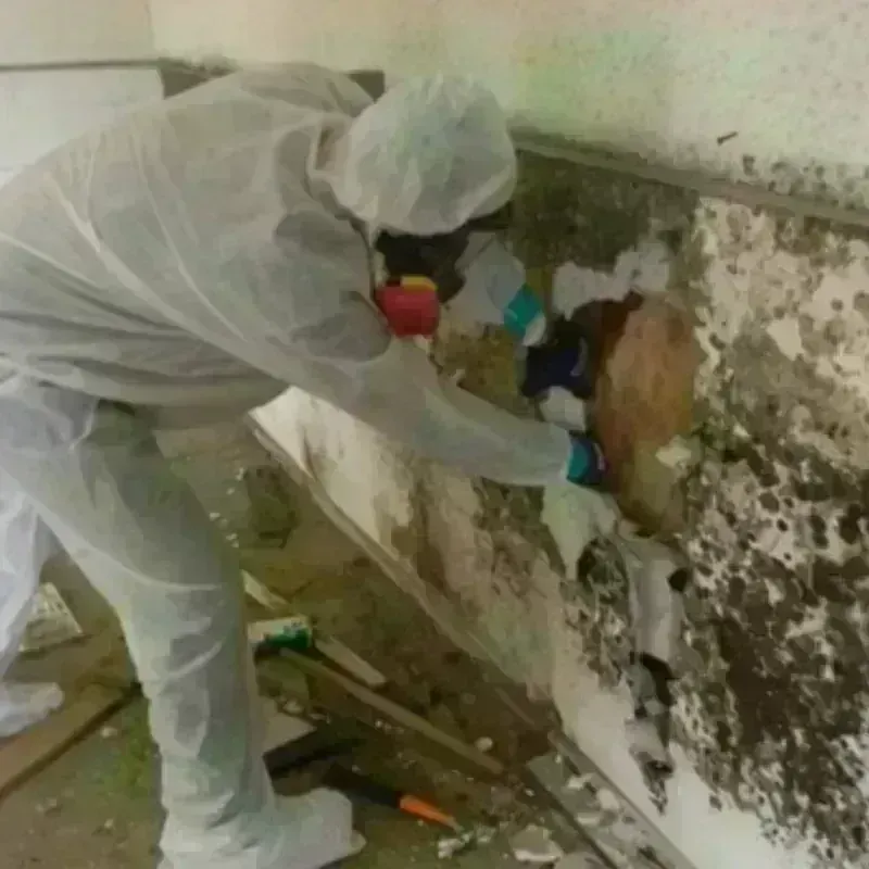 Mold Remediation and Removal in Pine Ridge, FL